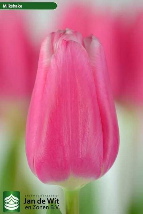 Луковицы тюльпанов (Лола)