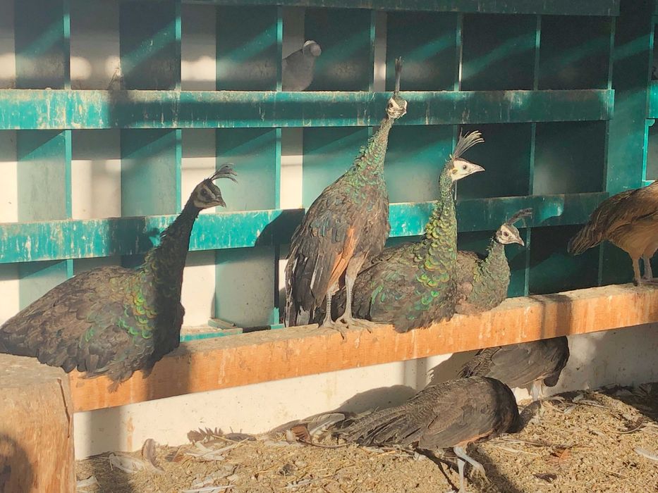 Vand paun verde muticus