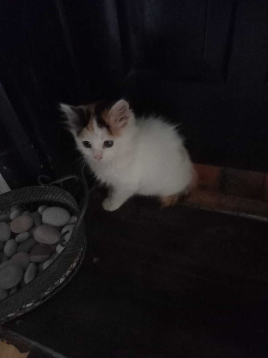 Подарявам 2 женски , домашни котета на 55 дни