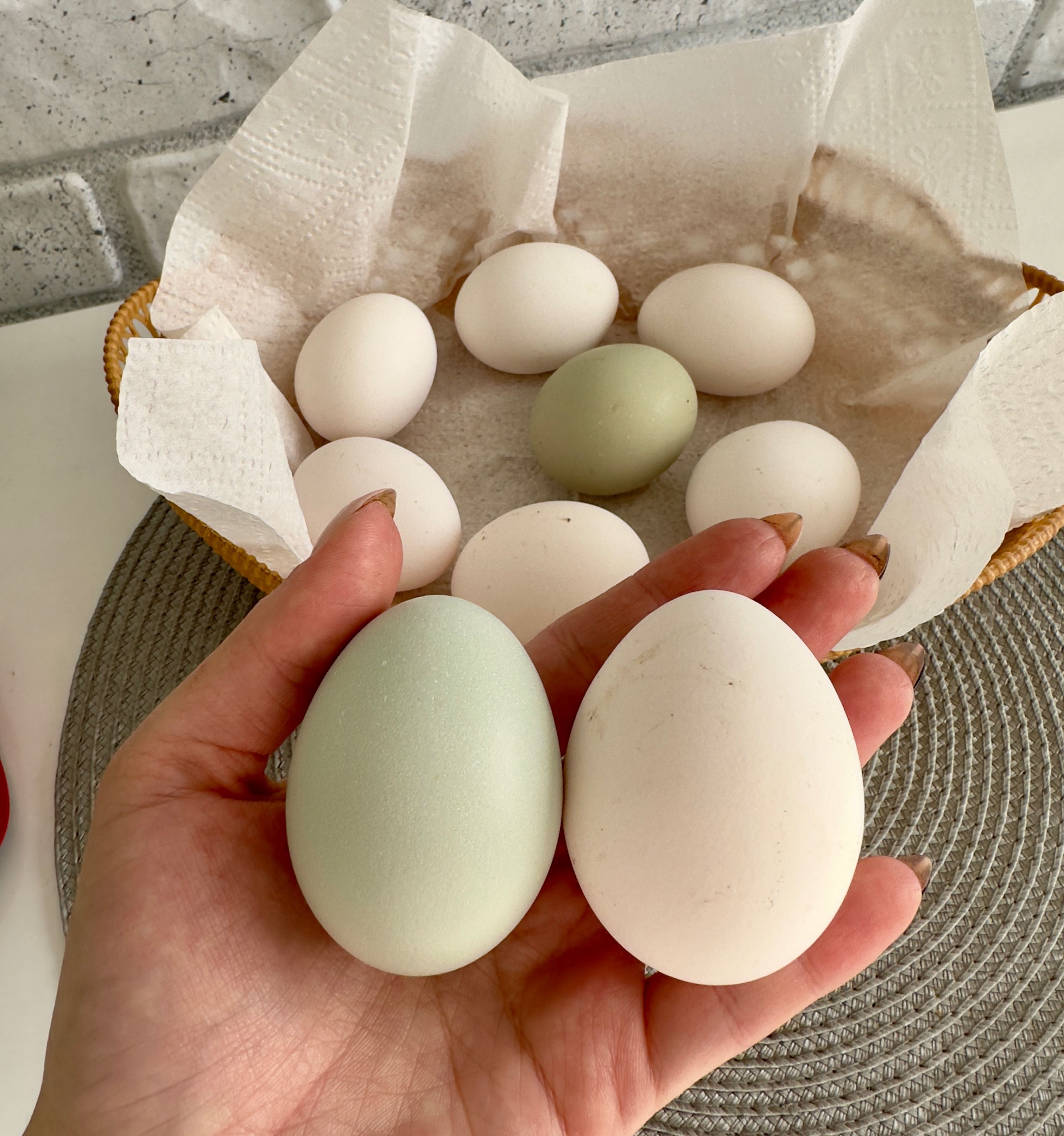 Домашни бели яйца