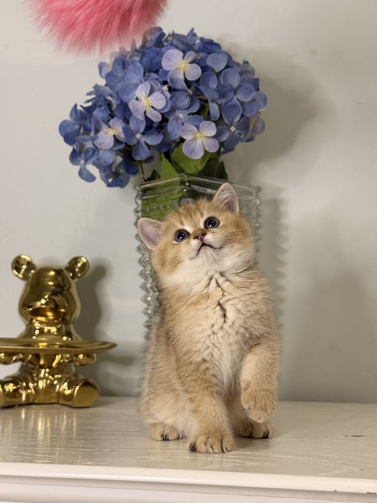 Золотая шиншилла