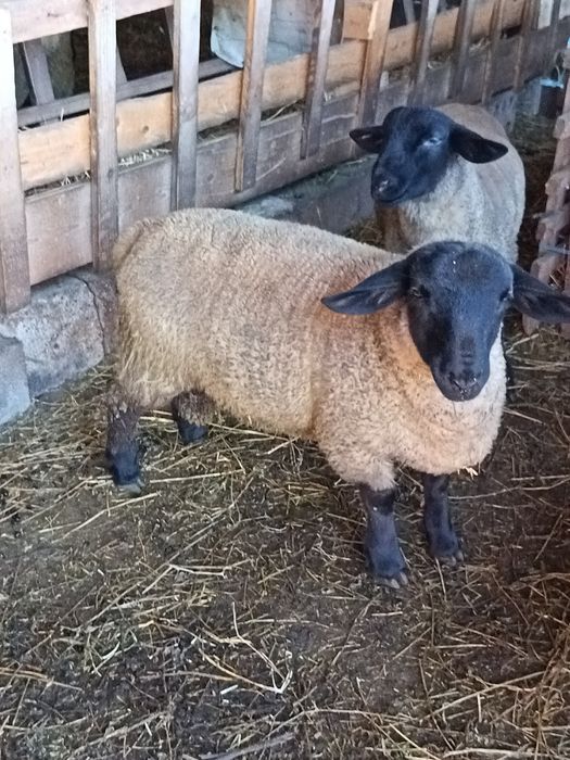 De vânzare oi suffolk