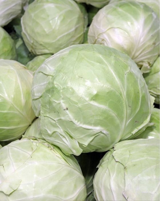 Varză alba proaspătă