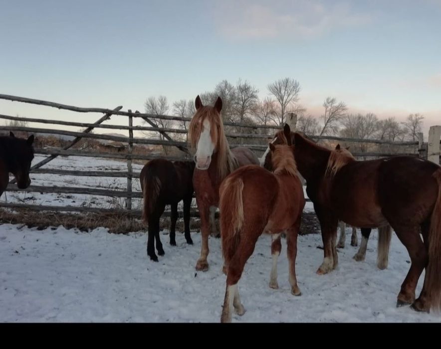 Продаются косяк лошадей Самовывоз/ Бір үйір жылқы сатылады 580000тг