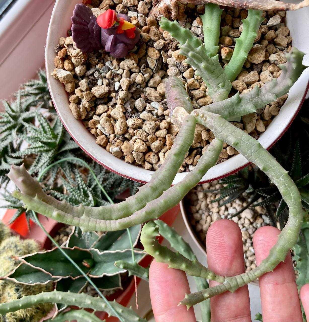Редкий цветущий суккулент Orbea Variegated (орбея вариегатная)