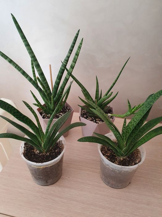 Комнатные цветы в горшках