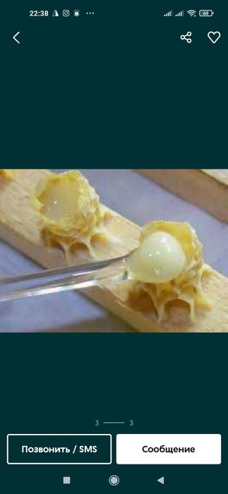 Ari suti asal ari suti