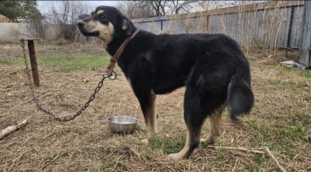 Отдам щенка  11 месяцев