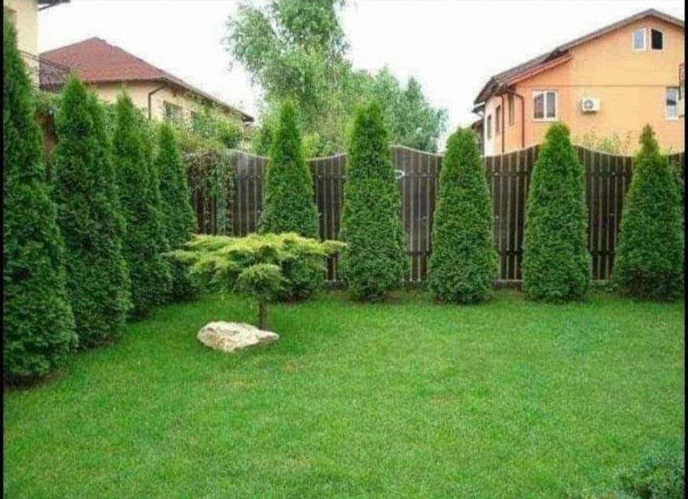 Gazon rulou ofertă