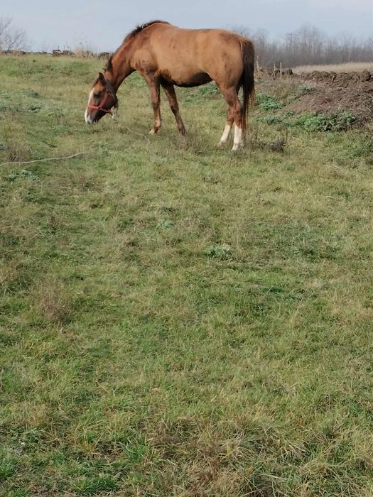 De vânzare iapa de 7 ani!