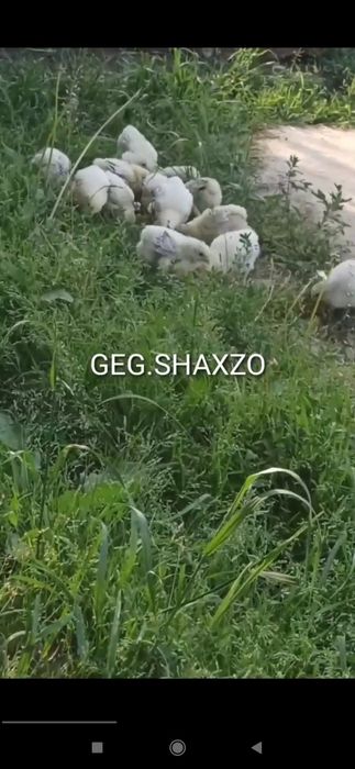 Gegant Qora shaxzoda toza qon Svetliviy BRAMMA jo'jalari bor 30 kunlid