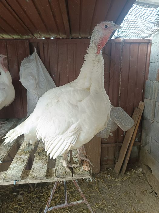 Curci de vânzare 32 lei kg