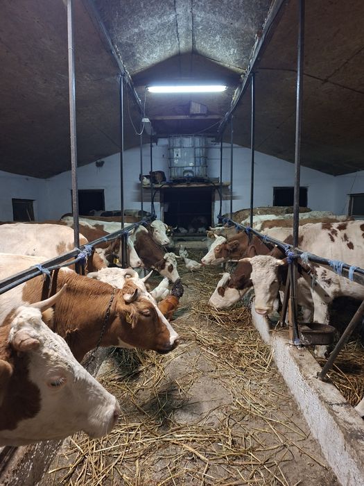 Vând vacii bălțate