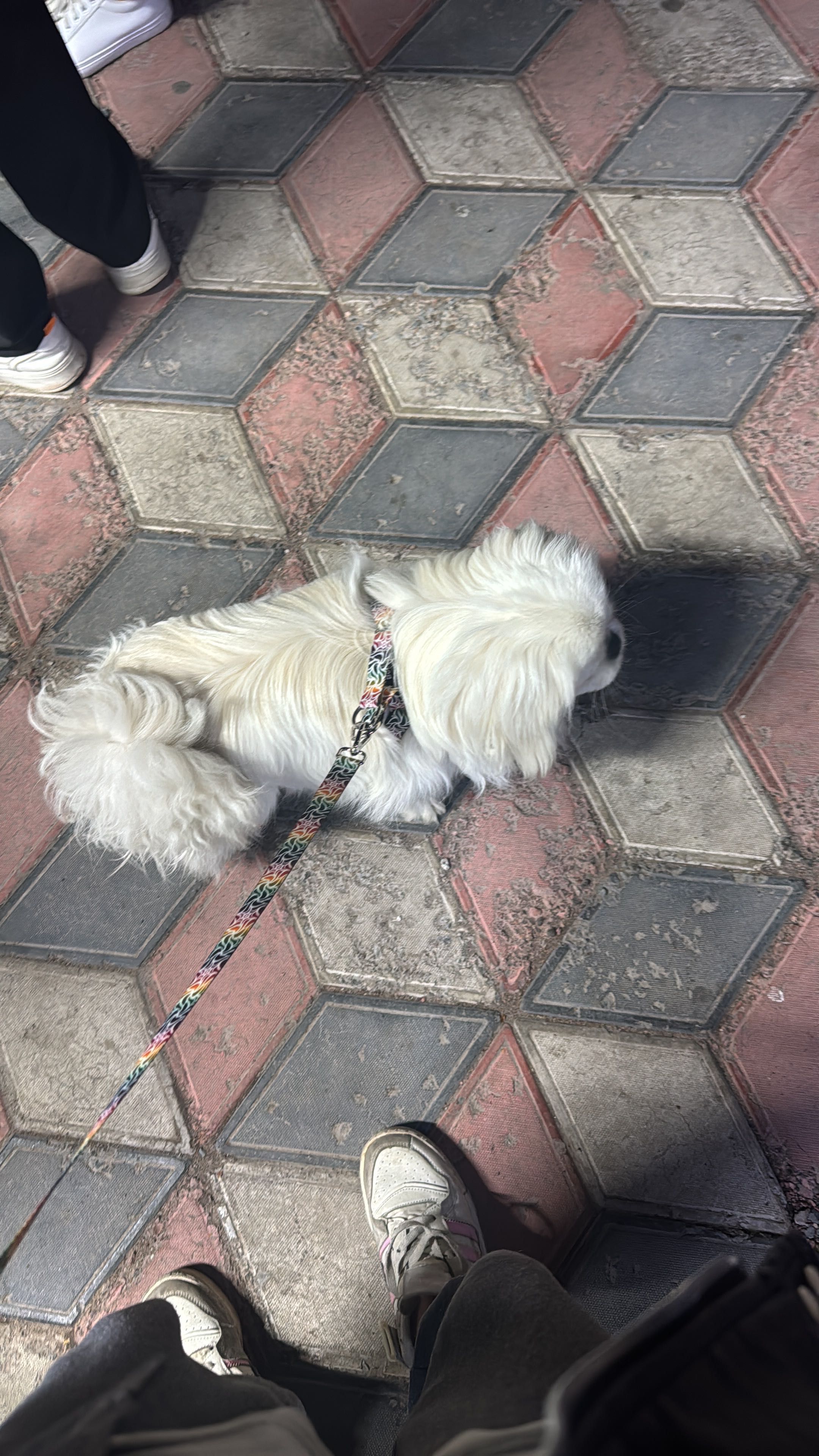 Собака Пекинес 10 месяцев