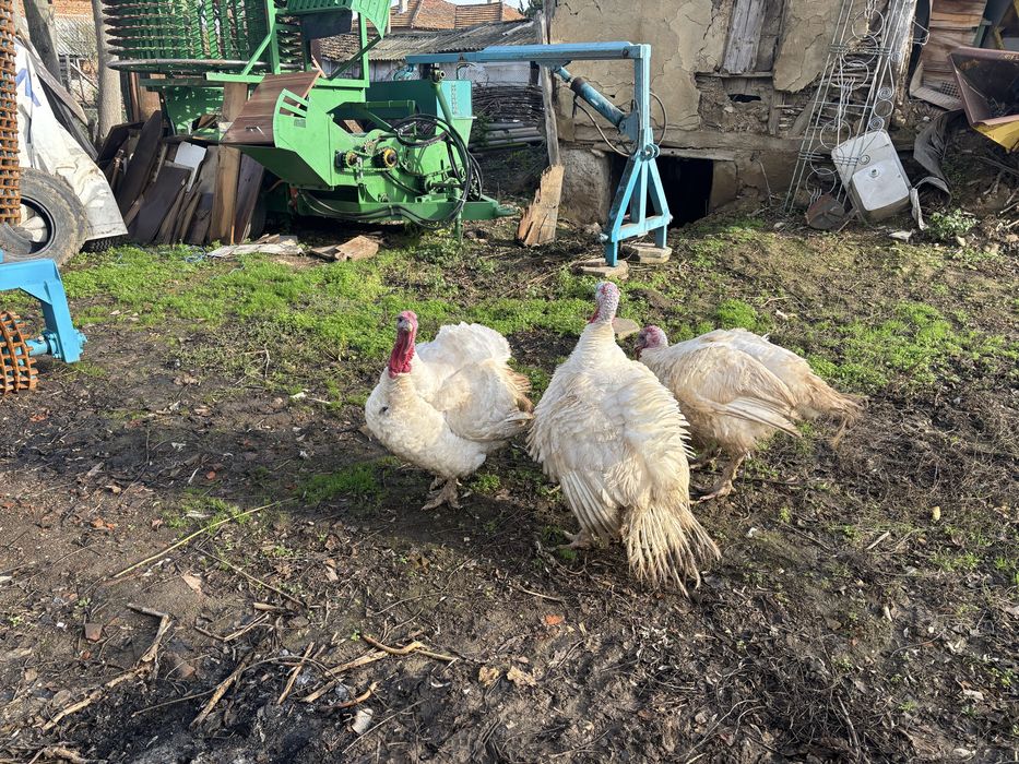 Пуйки Бройлерни домашно оргледани