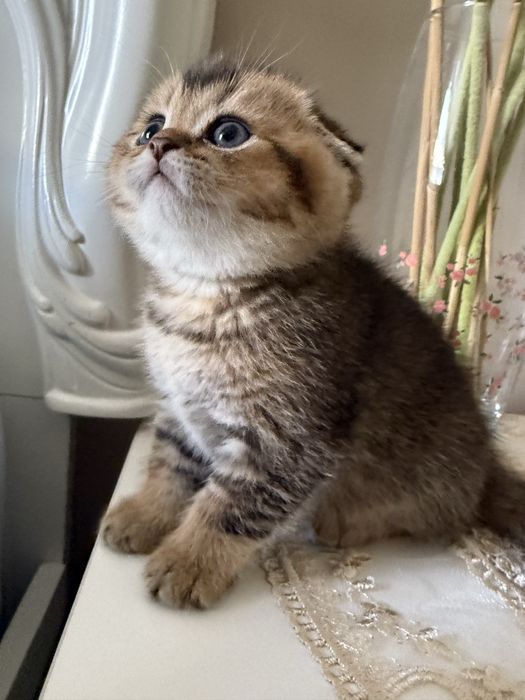 Scotish fold sogʻlom toza zotli.  Скотиш фолд здаровый чистокровный