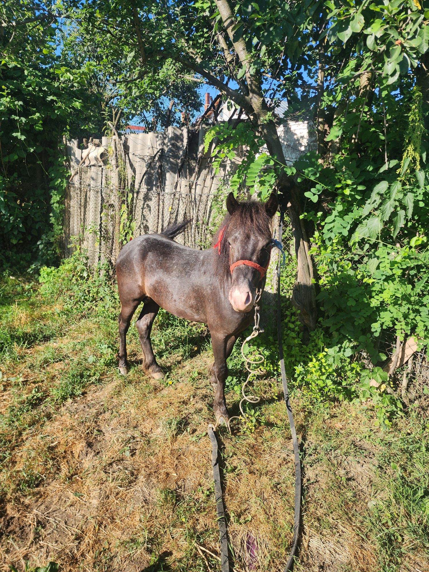 Vând/schimb ponei