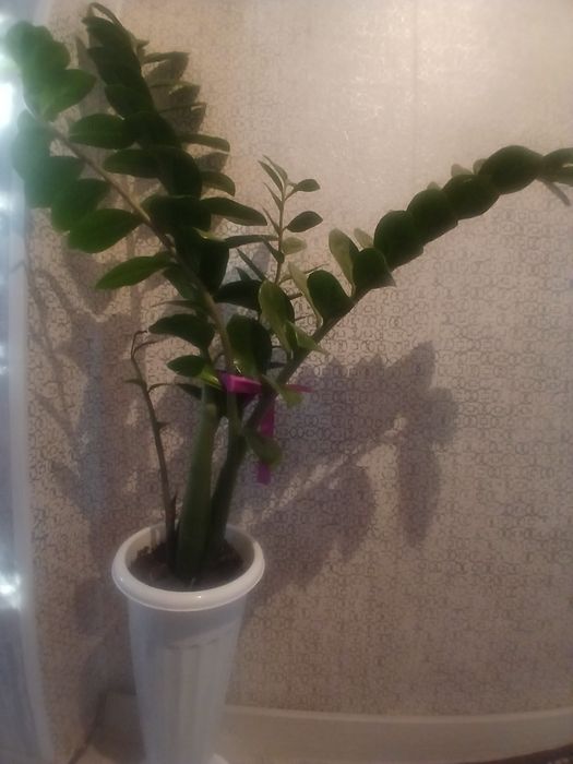 Долларовое дерево