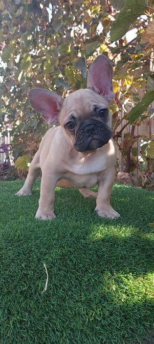 Красавчик французик