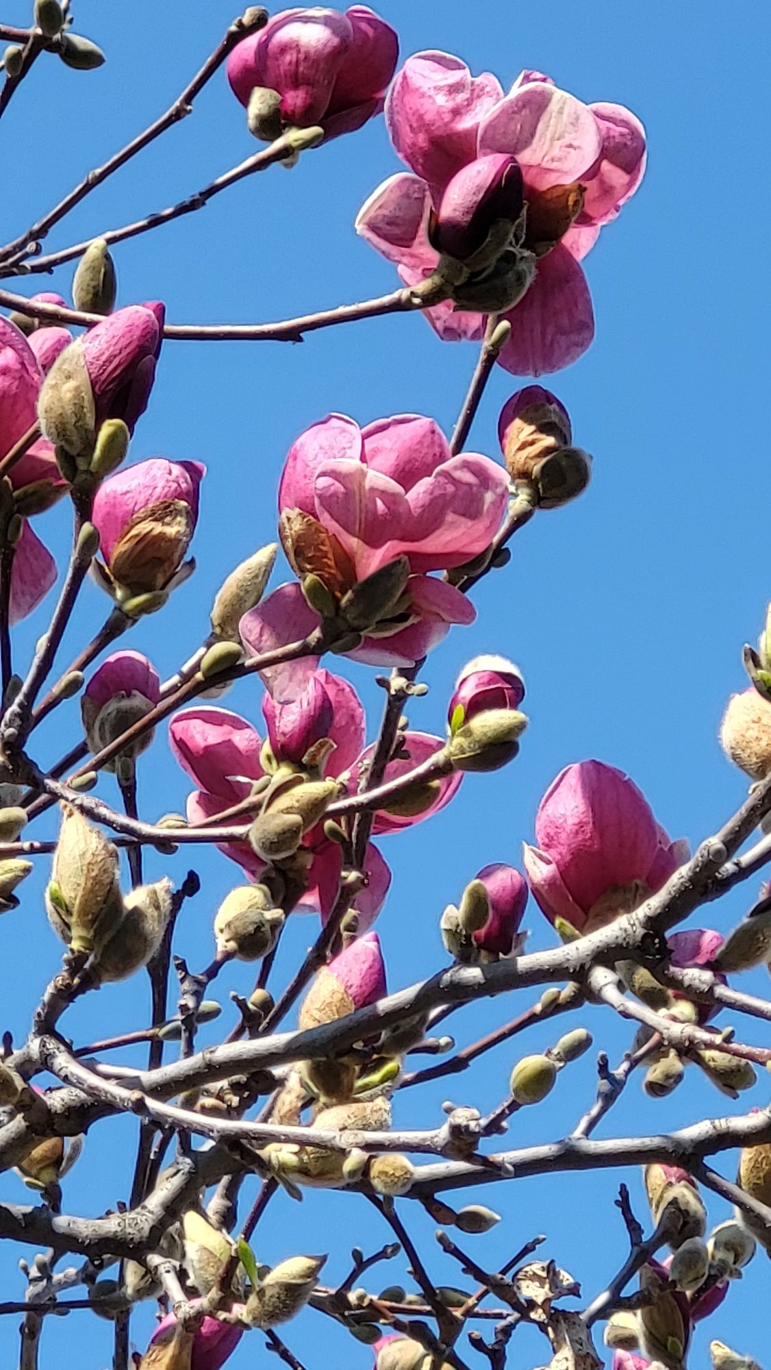 Vând pui magnolie Soulangeana și Satisfaction