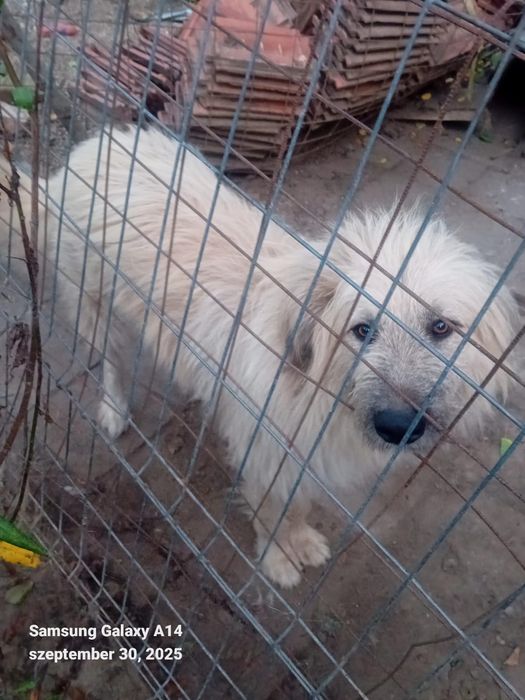 Donez o caine de paza