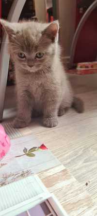 De vanzare puiuti de pisica British Shorthair