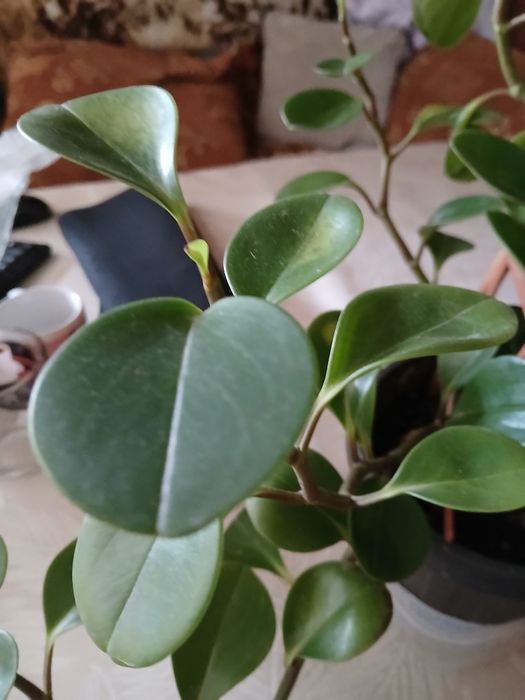 Продам домашнее растение пеперомию великолепную.Листья сочные.плотные.