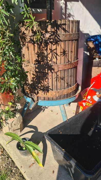 Teasc ,storcător de struguri /fructe
