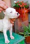 Cățelușa Dogo Argentino