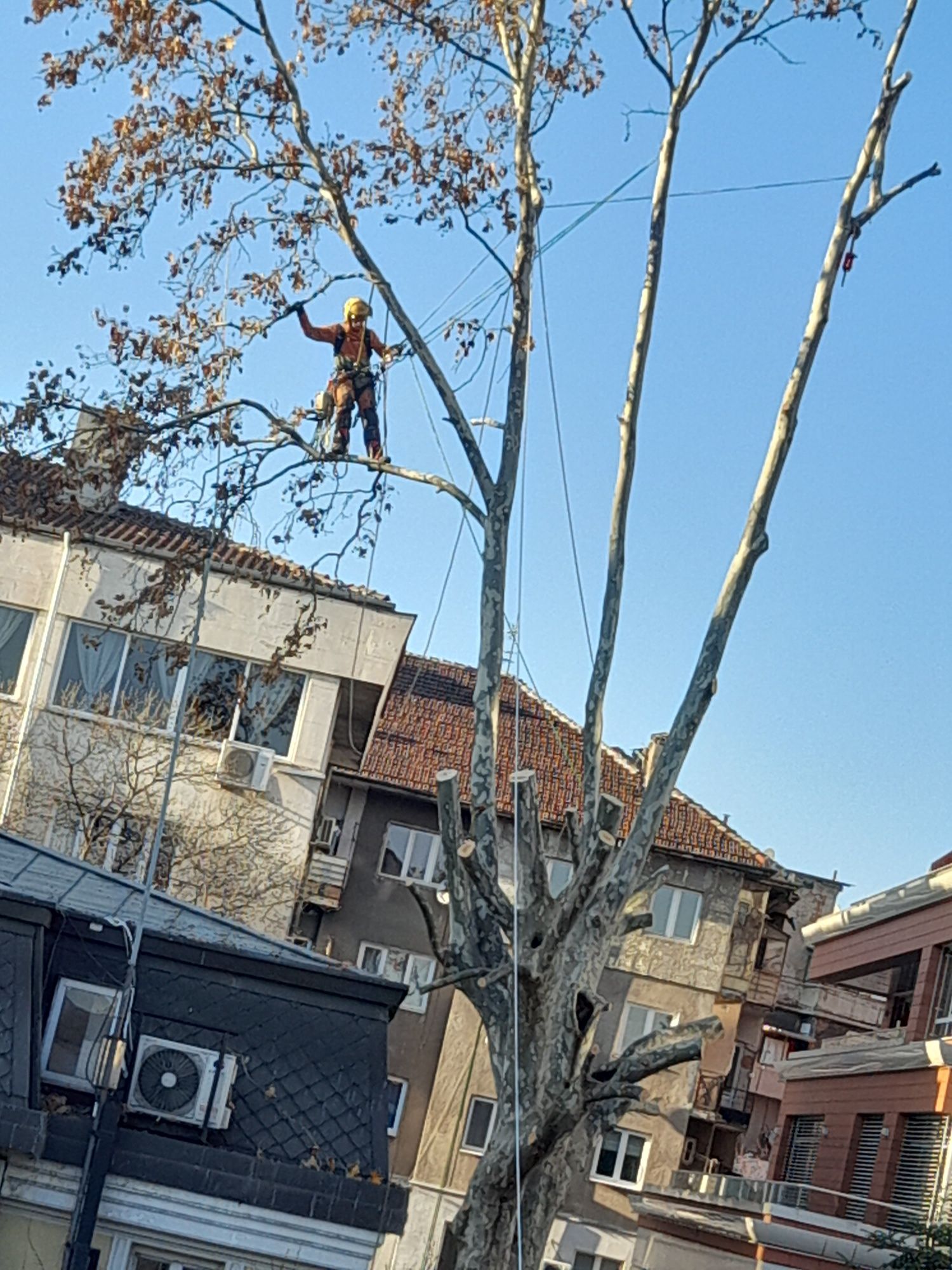 Рязане на опасни дървета и извозване на  дървесината