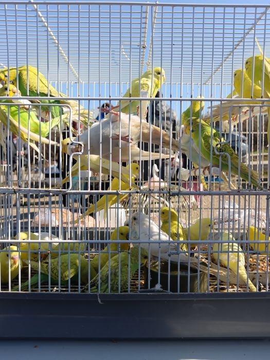 Papagali Peruși  angro