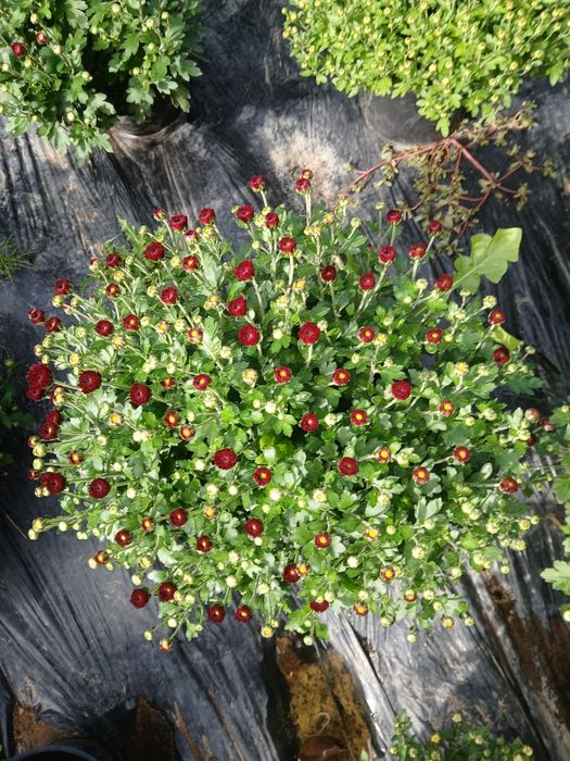 Crizanteme ghiveci mai multe culori