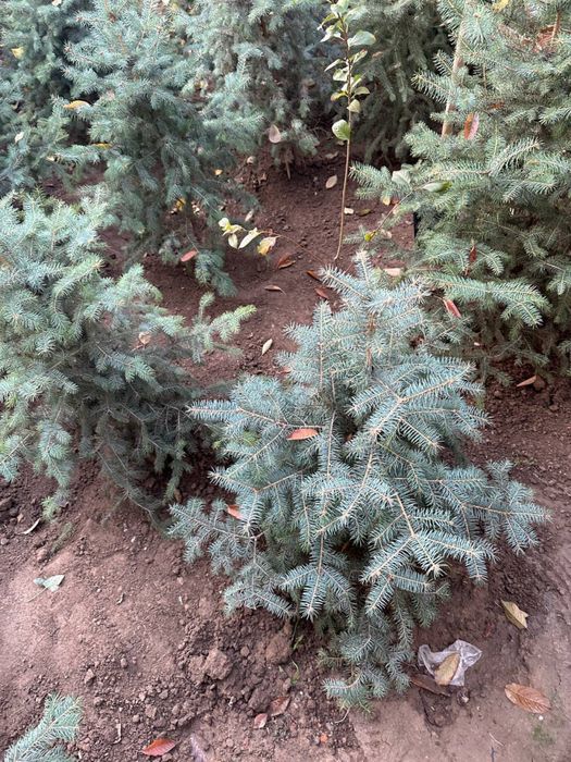 Голубой Ель( Кримский)