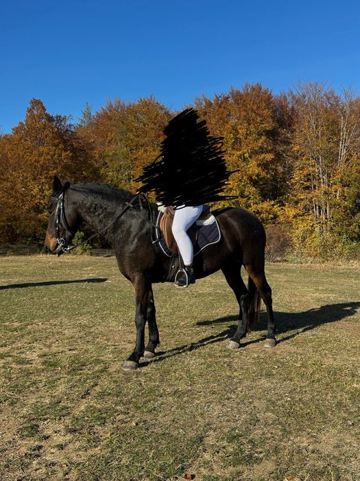 Vand iapa, invatata la echitatie si caruta