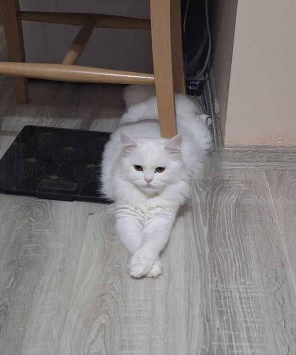 Персийска женска котка