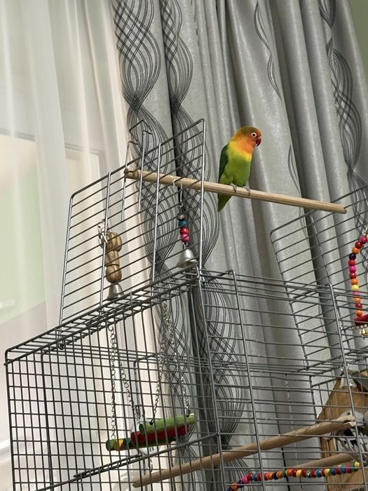 Agaponis fisher. Femela, varsta 3ani