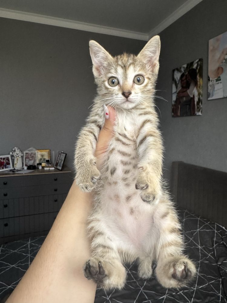 Очаровательные котята ищут себе любящих хозяев