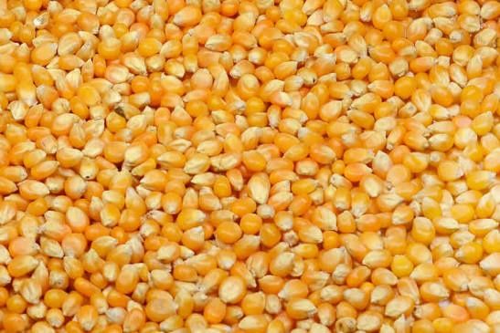 Vând boabe porumb,productie 2025,1leu kg,Ruginoasa județul Neamț