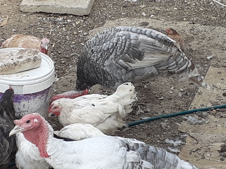 Vând curcani tineri crescuți în sistem gospodaresc