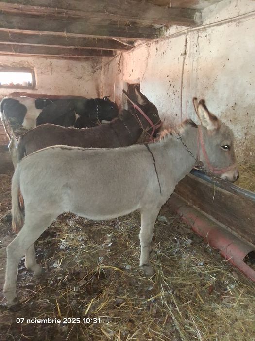 Vand tot ce se vede pret la tel la fiecare imparte