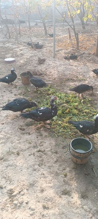 Индоуткалар сотилади