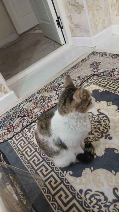 Mushuk ona bola tekinga