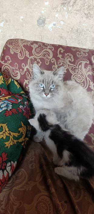 mushuk Arabistondan kelgan