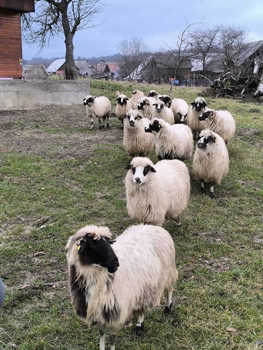 Vând oi foarte bune de ținut!