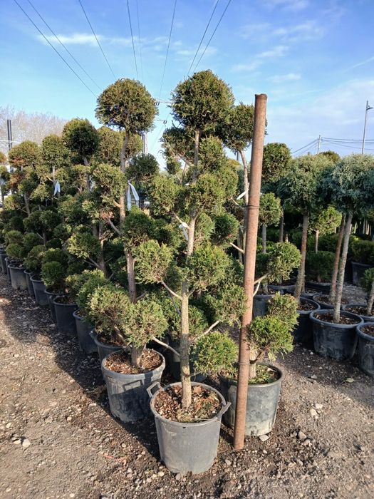 Plante ornamentale