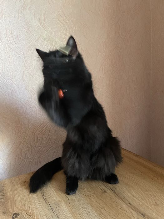 Кошка черная 1,5 года