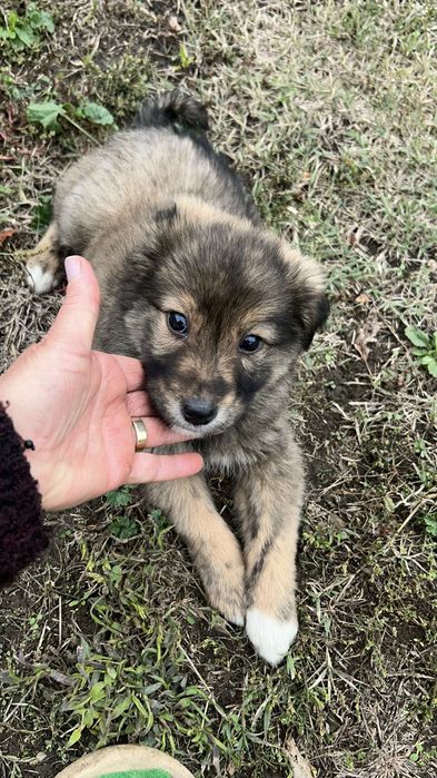Donez cățeluși care au fost abandonați de stăpâni la marginea pădurii