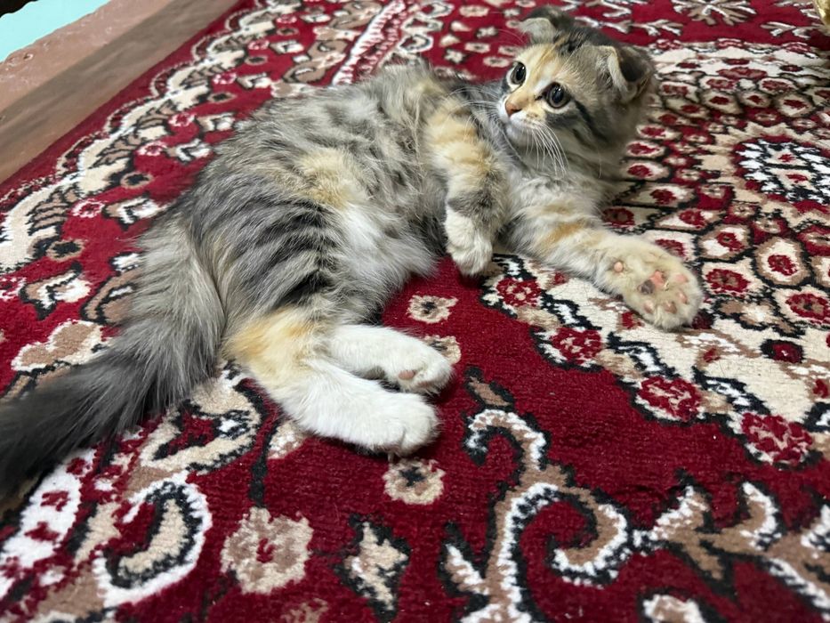 Scottish fold 3 oyli qiz bola