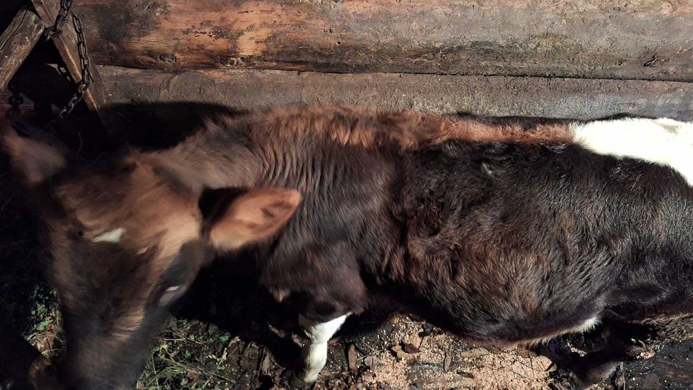 Vând vițică de 7 luni