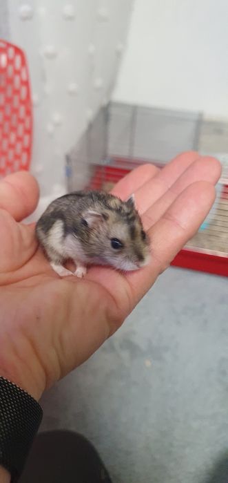 Hamsteri siberieni 20 lei
